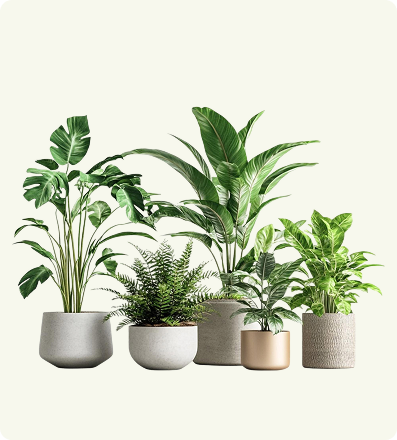 Dracaena Marginata (Dragon Tree)