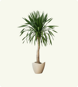 Dracaena Marginata (Dragon Tree)