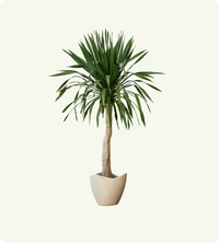 Dracaena Marginata (Dragon Tree)