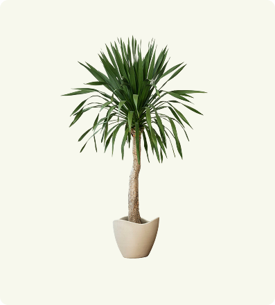 Dracaena Marginata (Dragon Tree)