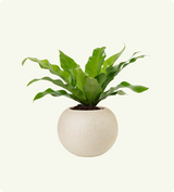 Bird’s Nest Fern Asplenium nidus