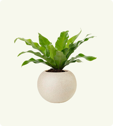 Dracaena Marginata