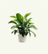 Bird’s Nest Fern Asplenium nidus