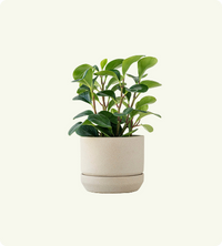 Peperomia Obtusifolia