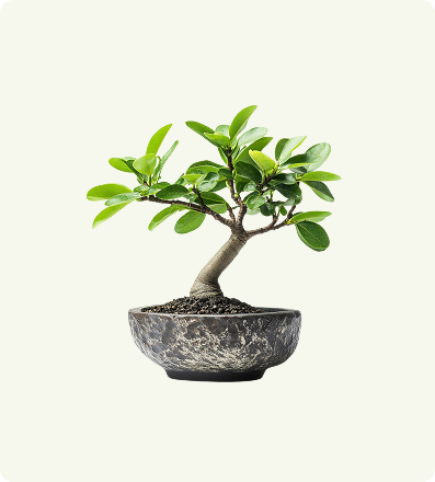Dracaena Marginata