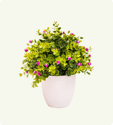 Ficus Benjamina Weeping Fig