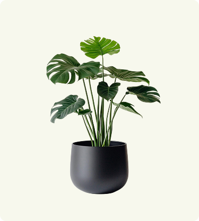 Dracaena Marginata (Dragon Tree)
