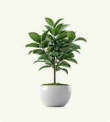 Ficus Benjamina Weeping Fig