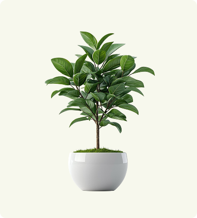 Ficus Benjamina Weeping Fig
