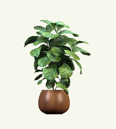 Dracaena Marginata (Dragon Tree)