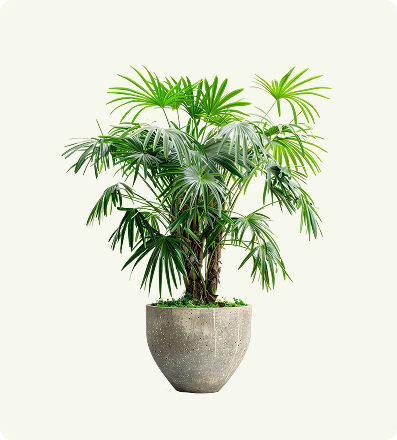 Bird’s Nest Fern Asplenium nidus