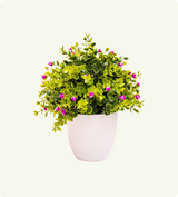 Blossom Glow Plant