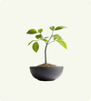 Mini Leaf Serenity