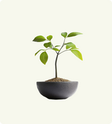 Mini Leaf Serenity