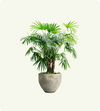 Tropical Palm Haven