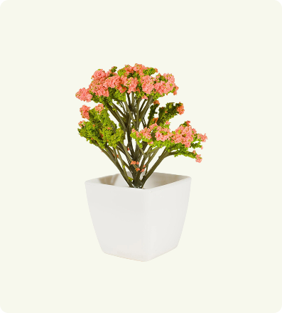 Bloomscape Beauty