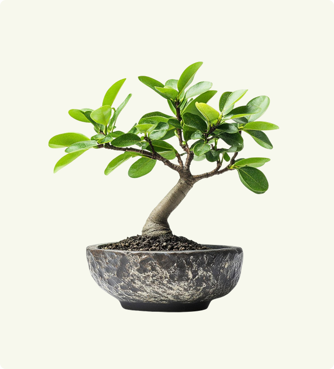 Dracaena Marginata