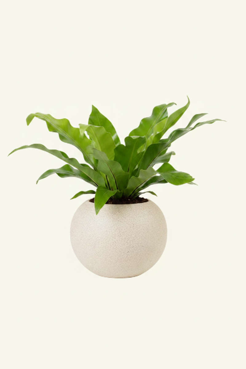 Bird's Nest Fern