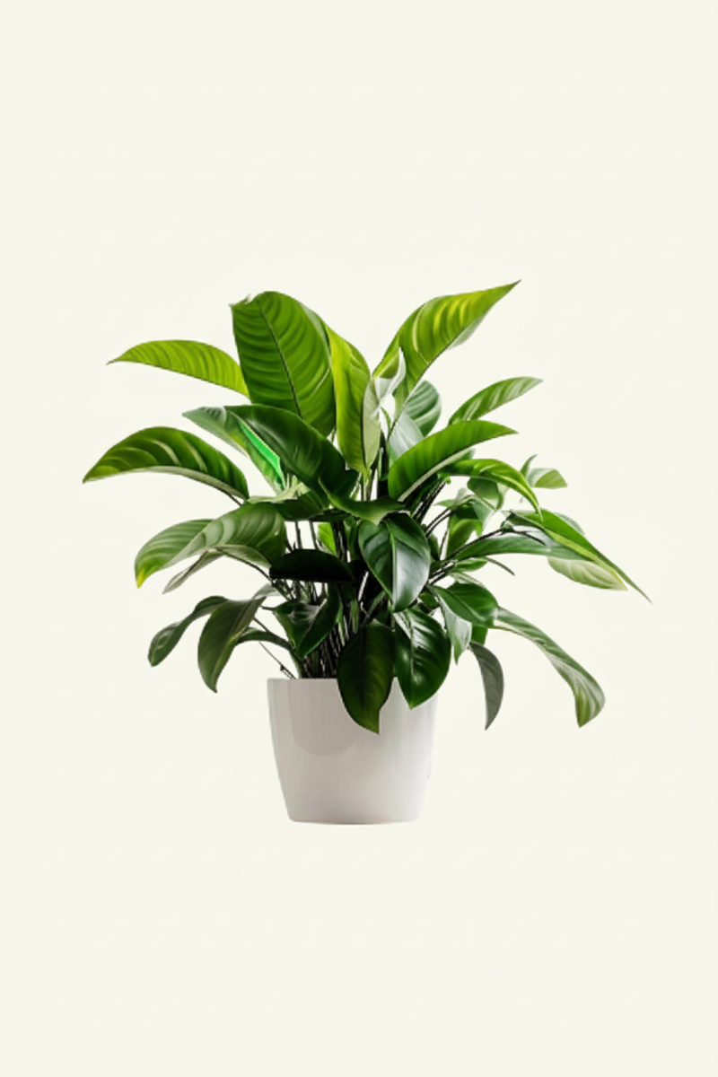 Bird's Nest Fern