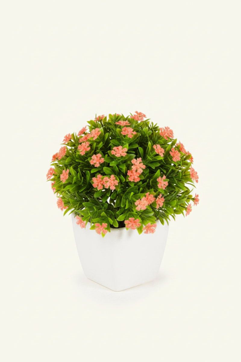 Bloomscape Beauty