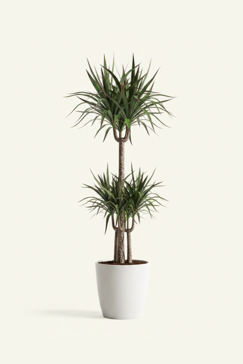 Dracaena Marginata 45°