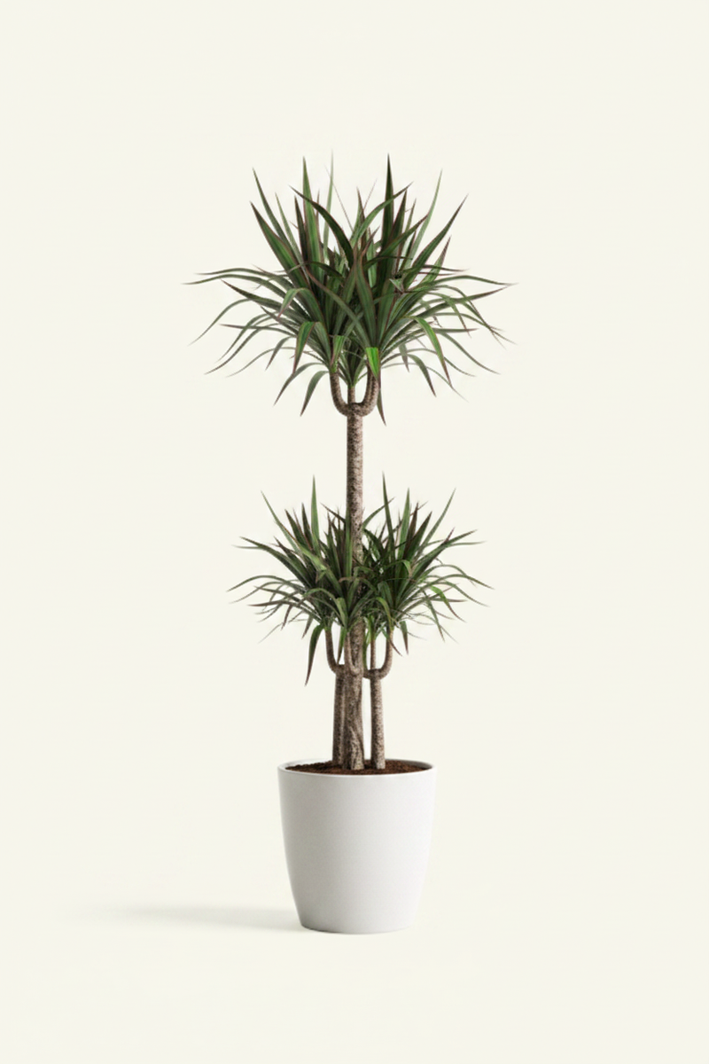 Dracaena Marginata 45°
