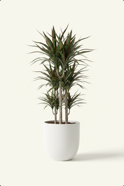 Dracaena Marginata - Leaf Close-up