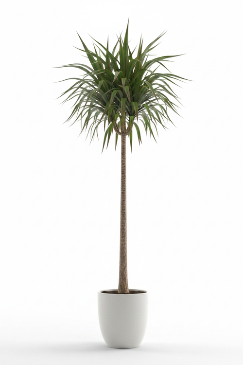 Dracaena Marginata Low Angle