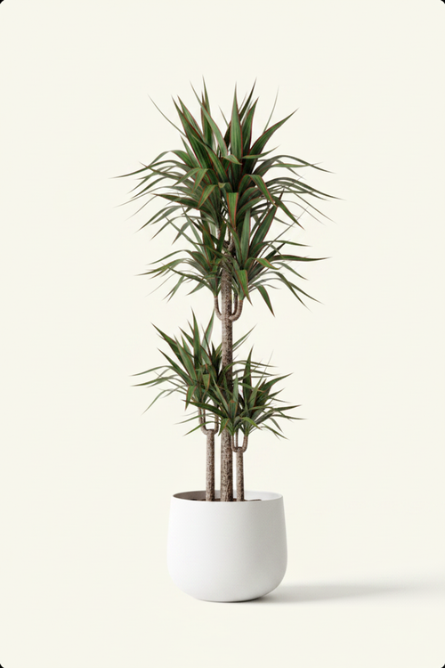 Dracaena Marginata - Side Angle