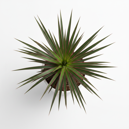 Dracaena Marginata - Top Down