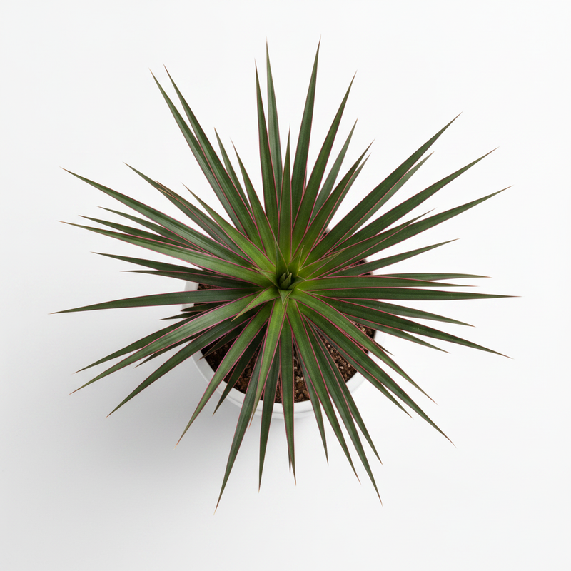 Dracaena Marginata - Top Down