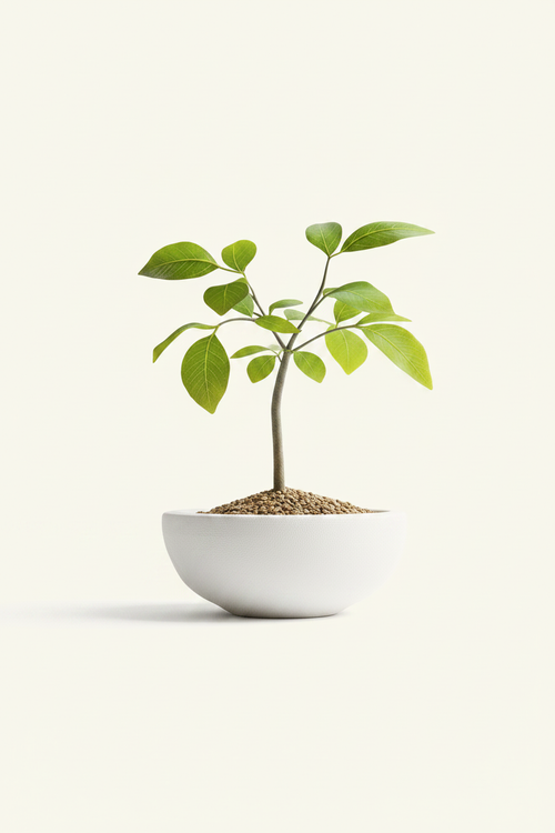 Mini Leaf Serenity