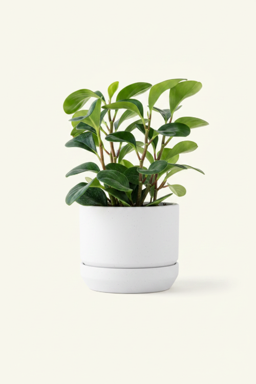 Peperomia Obtusifolia