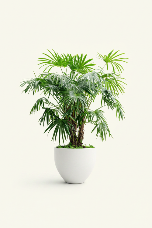 Tropical Palm Haven